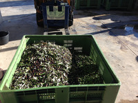 Ingresso delle olive al frantoio olive