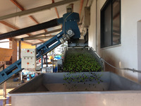 Lavaggio delle olive lavaggio